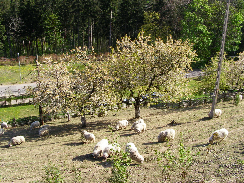 Sheep at Przelecz Srebrna (Silver Pass)