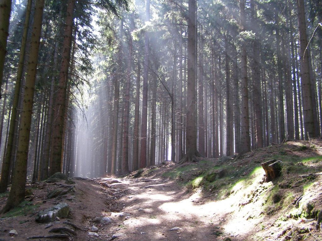 Black trail from Bolczow